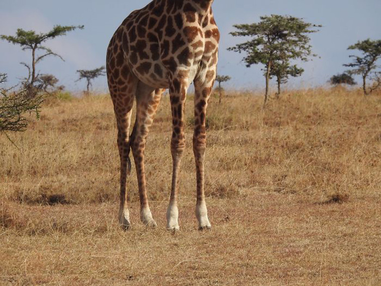 funny Wildlife Photos