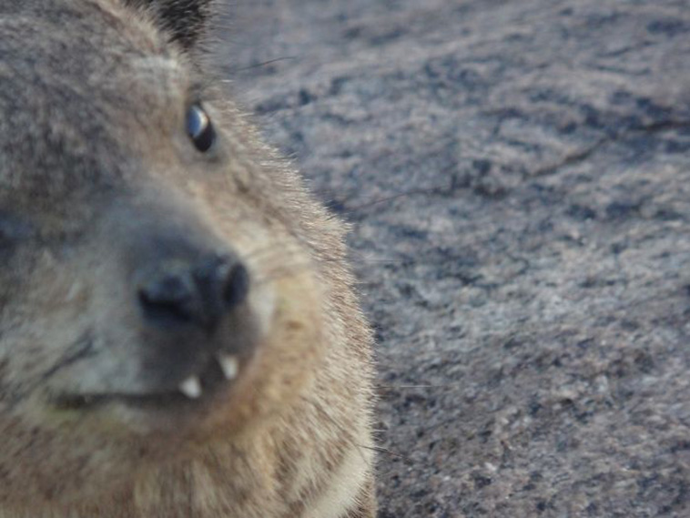 Crap Wildlife Photos