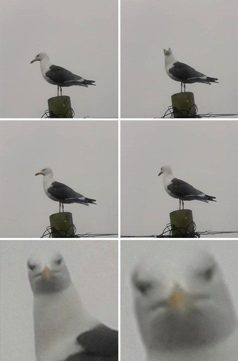 Crap Wildlife Photos
