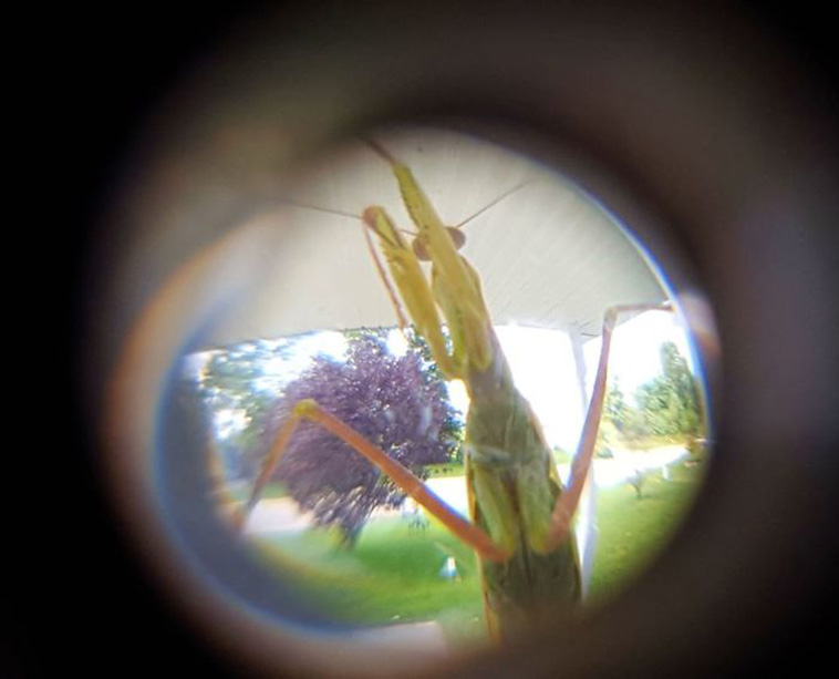 Crap Wildlife Photos