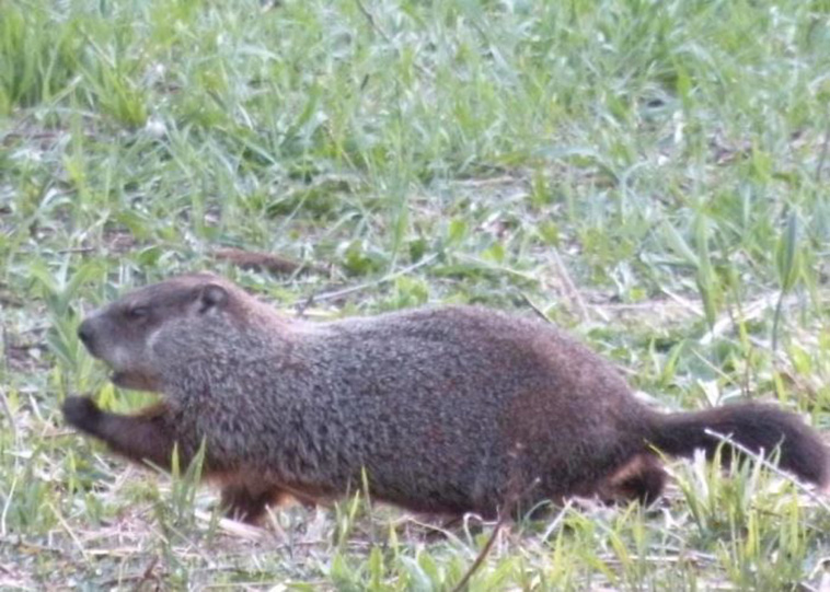 Wildlife Photo fails