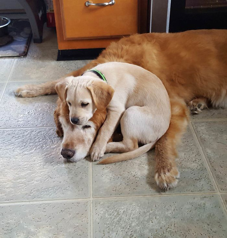 funny dogs siblings