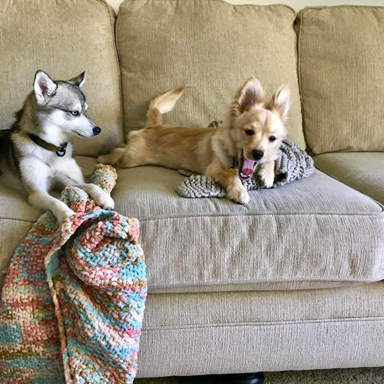 funny dogs siblings