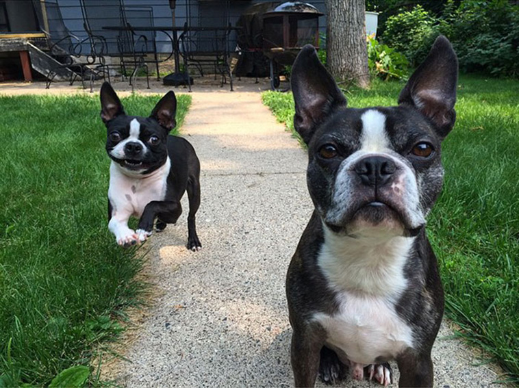 cute dogs siblings