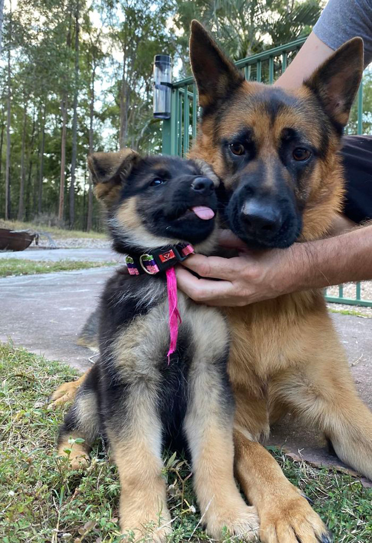 funny dogs siblings