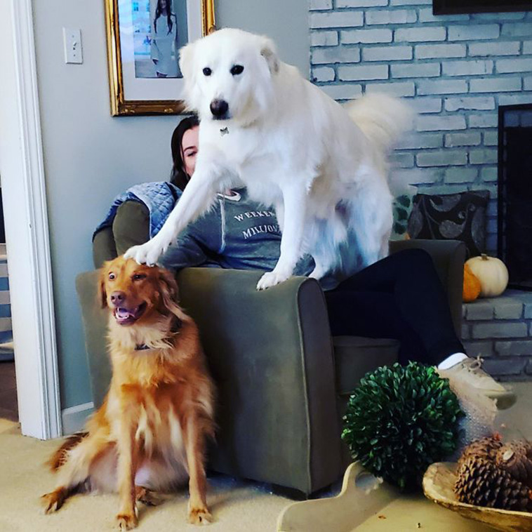 funny dogs siblings