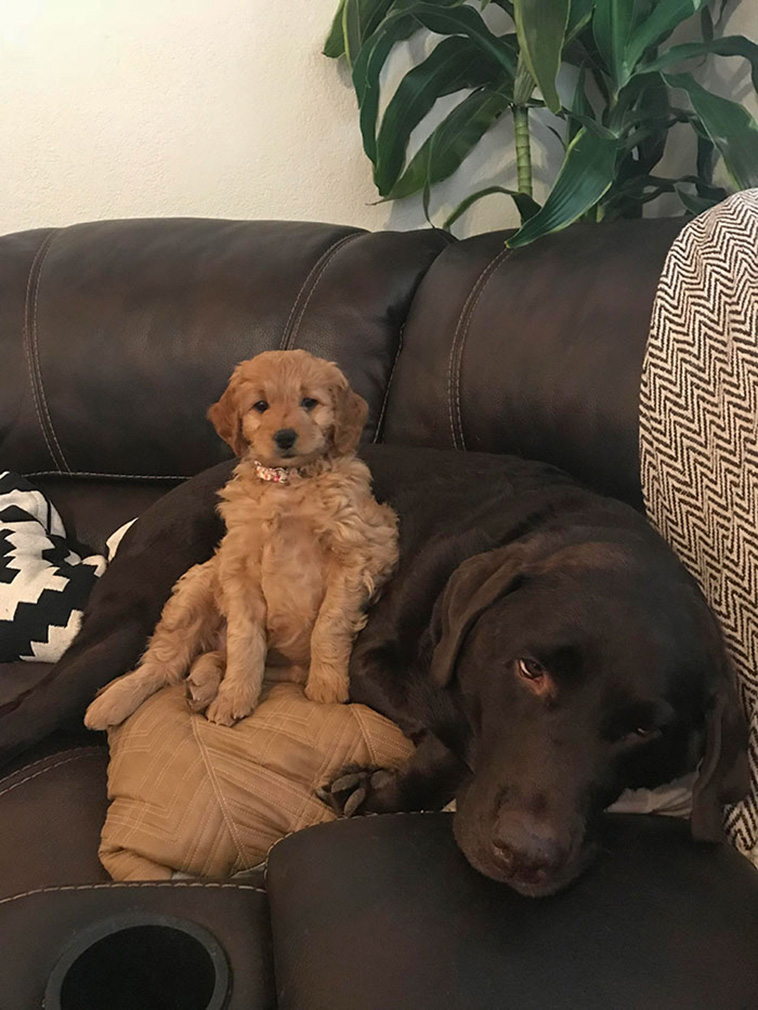 funny dogs siblings