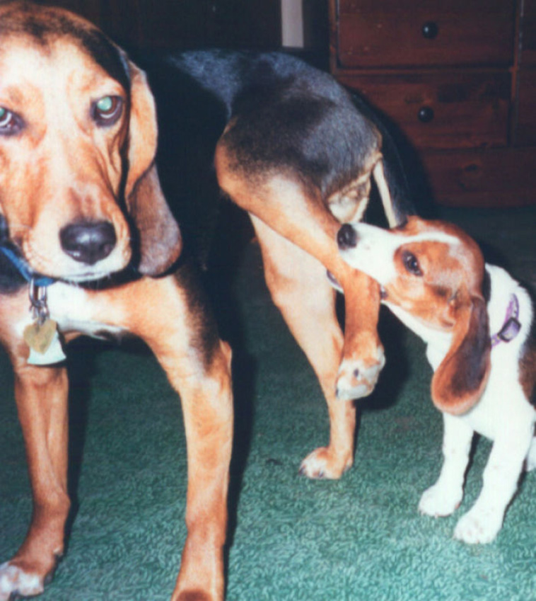 cute dogs siblings