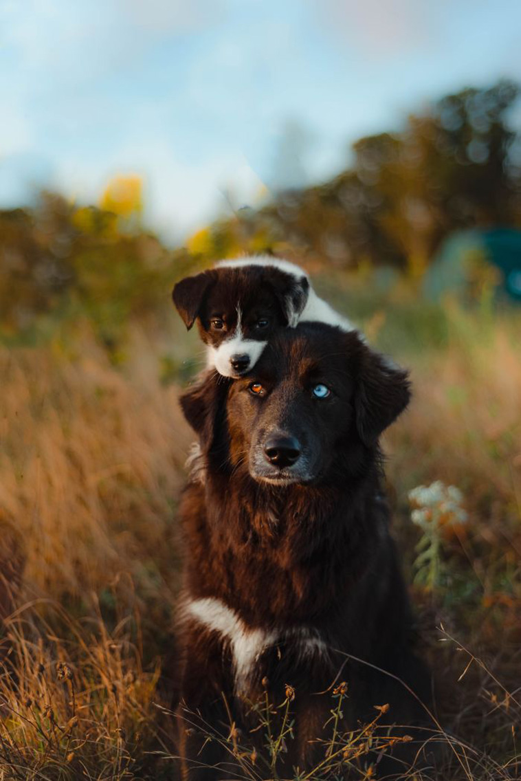 cute dogs siblings