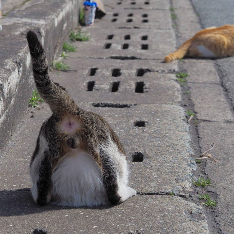 silly street cats