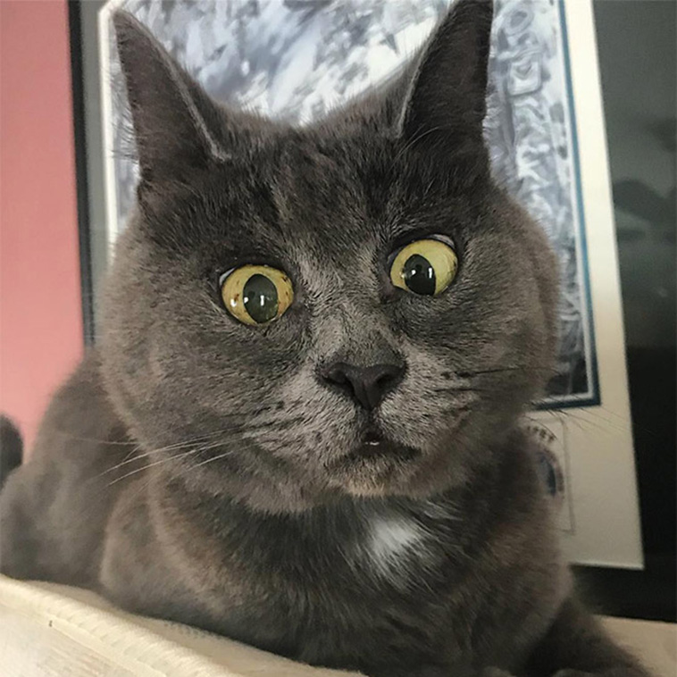 surprised cats