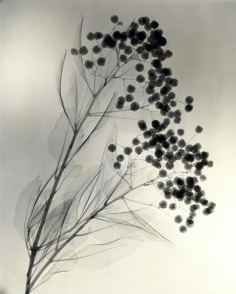 flowers x-rays 1930s