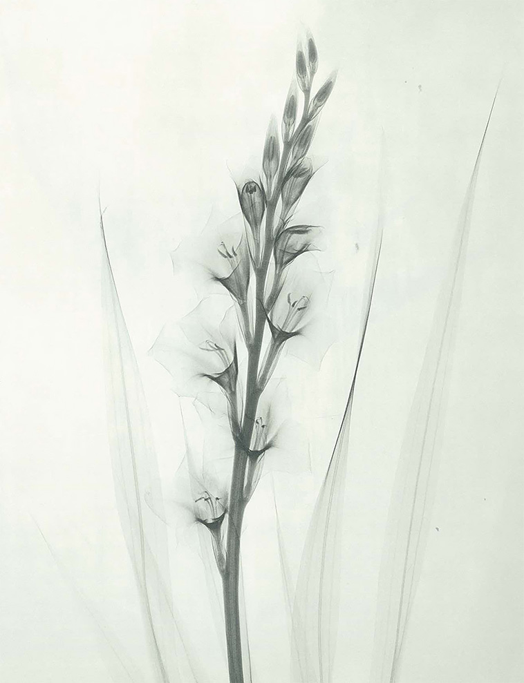 minimalist flowers x-rays