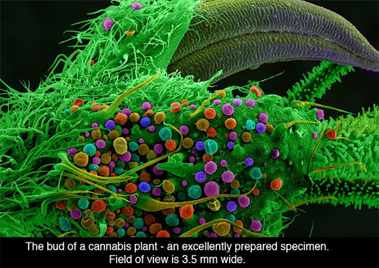 Marijuana Looks Like Under The Microscope