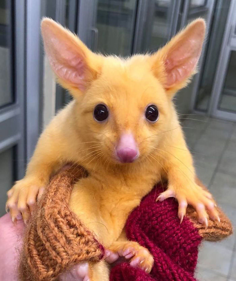 Rare Golden Possum