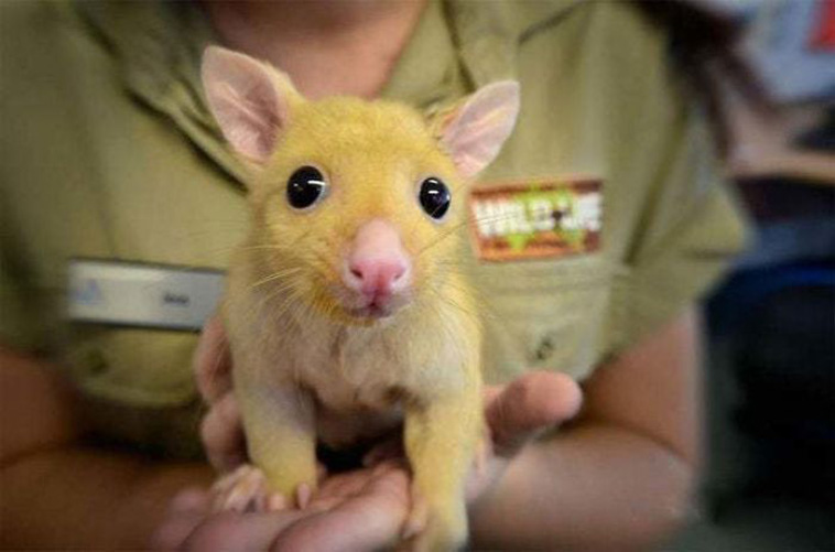 real life Pikachu