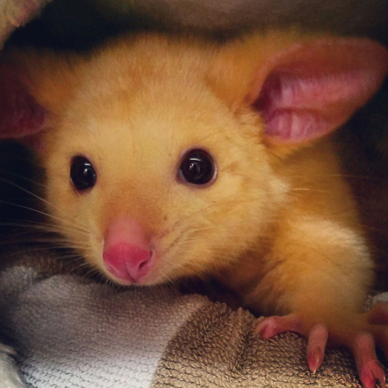 Pikachu possum