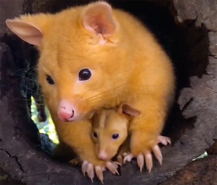 Pikachu possum