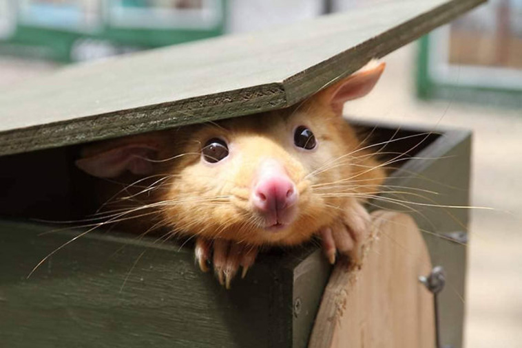 Pikachu possum