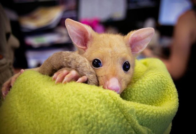 Pikachu possum