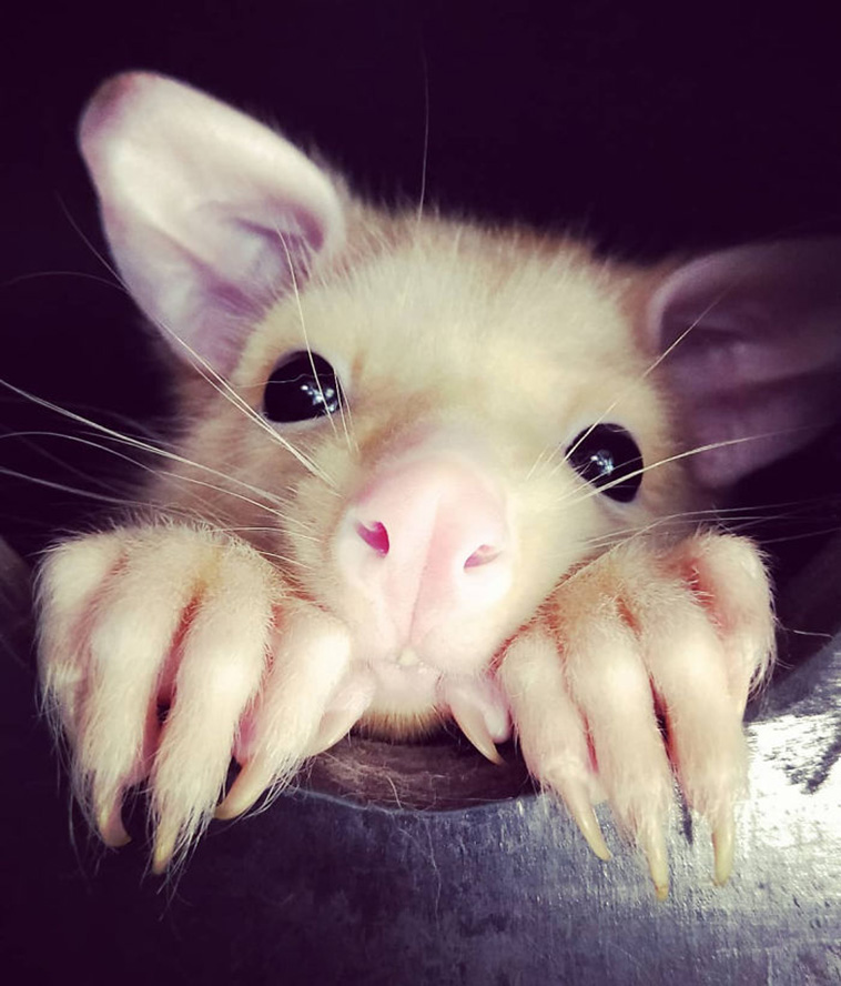 Pikachu possum