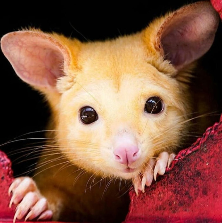 Pikachu possum