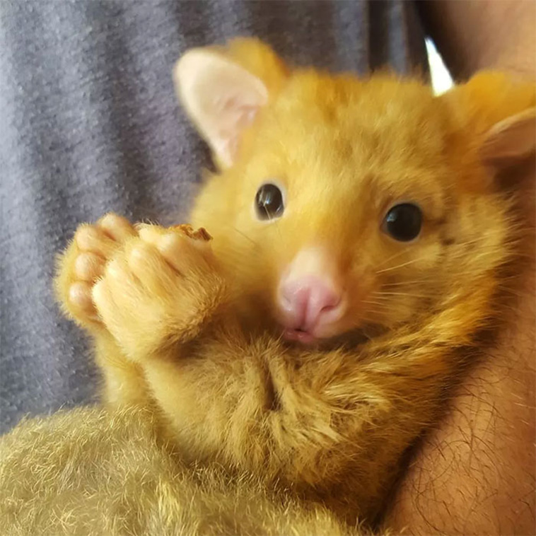 Golden Possum Pikachu