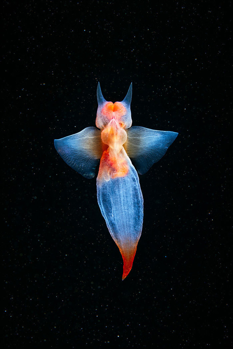 amazing sea creatures