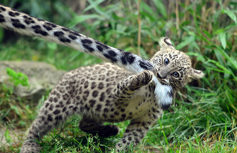 leopards love their tails