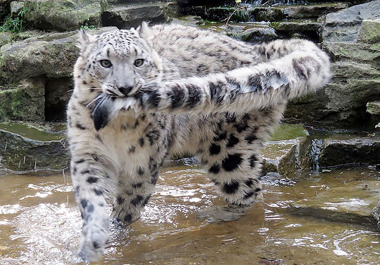 Snow Leopards love their tails