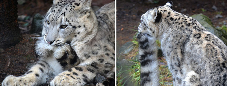 Snow Leopards love their tails