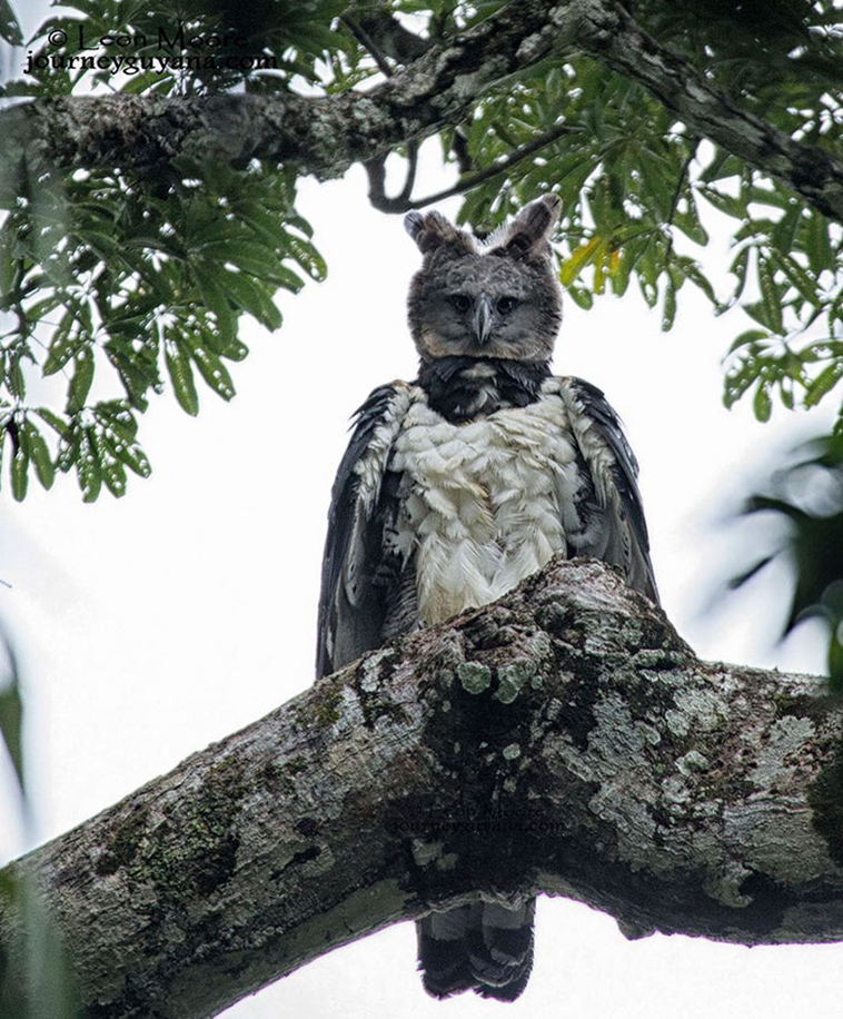 Harpy Eagle