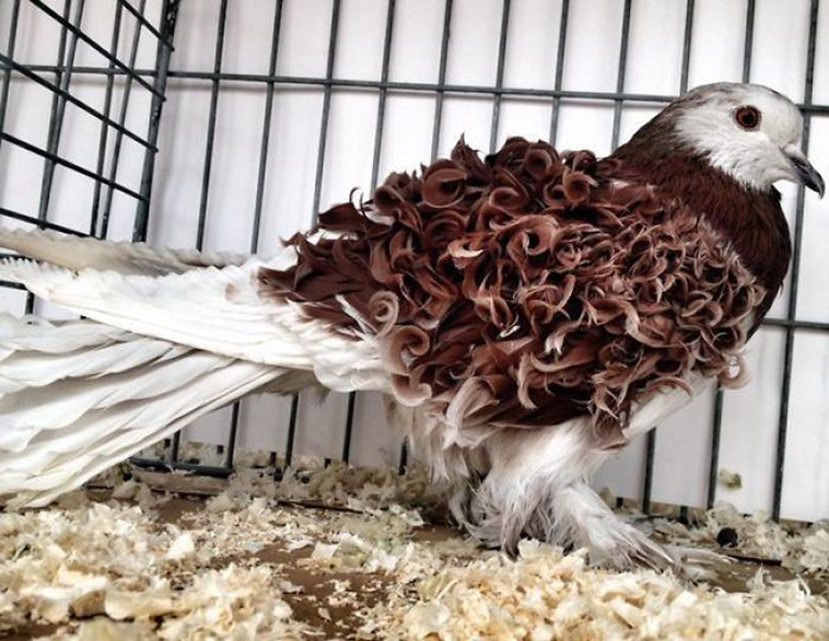 Pigeon Curly