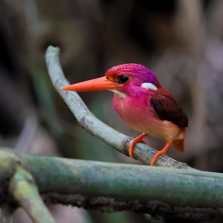beautiful birds
