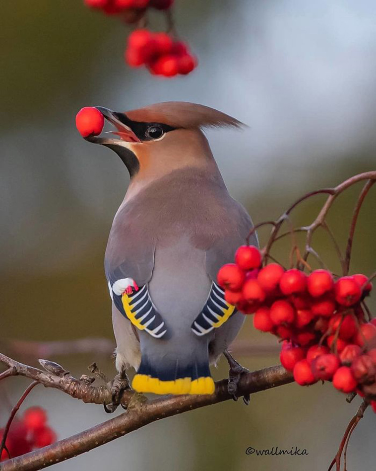 beautiful birds