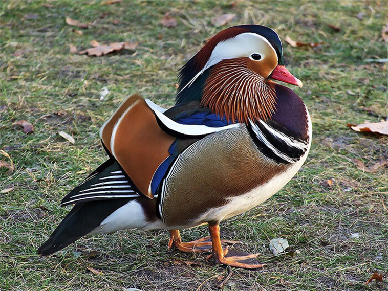 Mandarin Duck