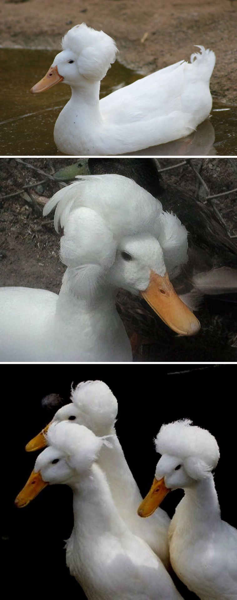beautiful birds