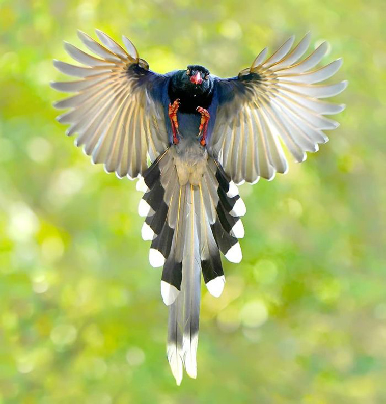 beautiful birds