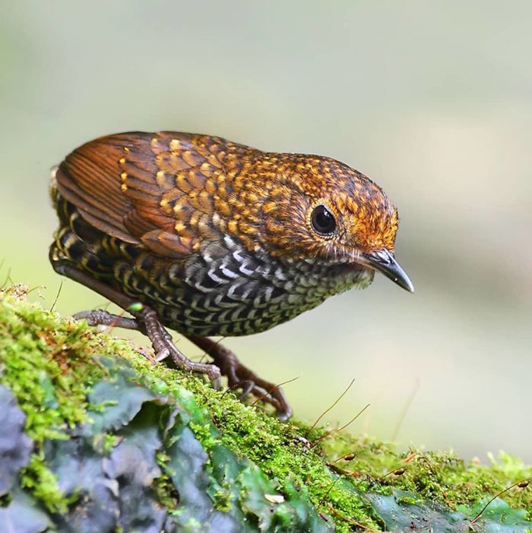 beautiful birds