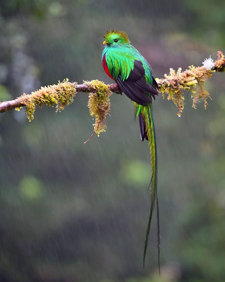 beautiful birds