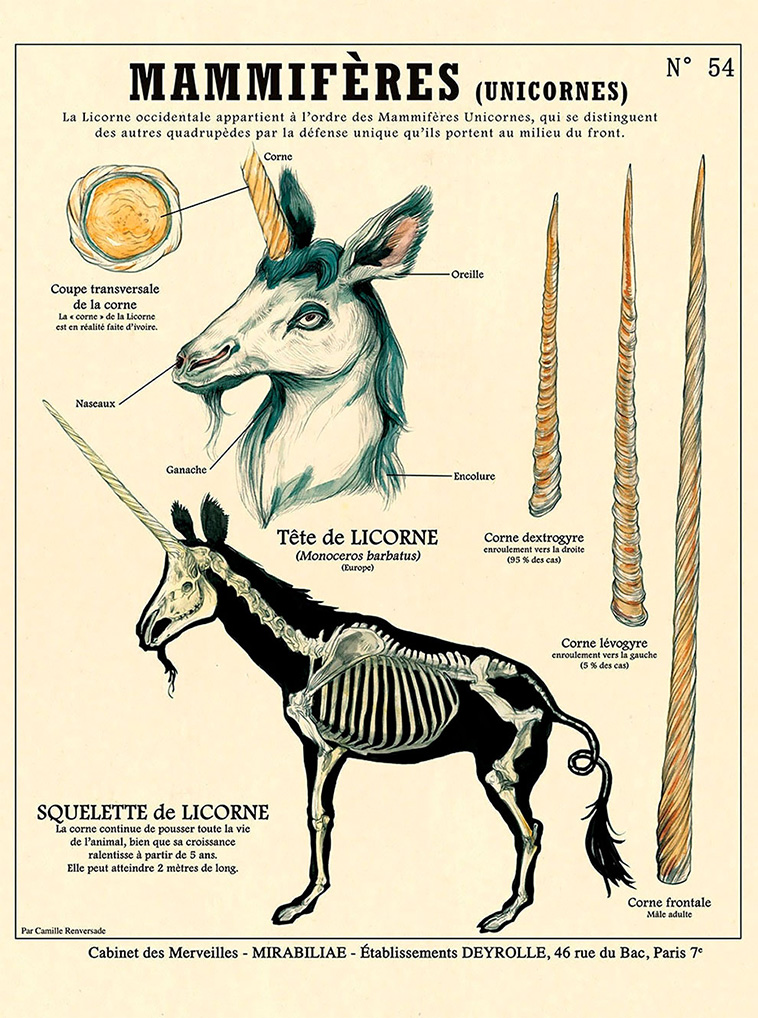 Weird Anatomies
