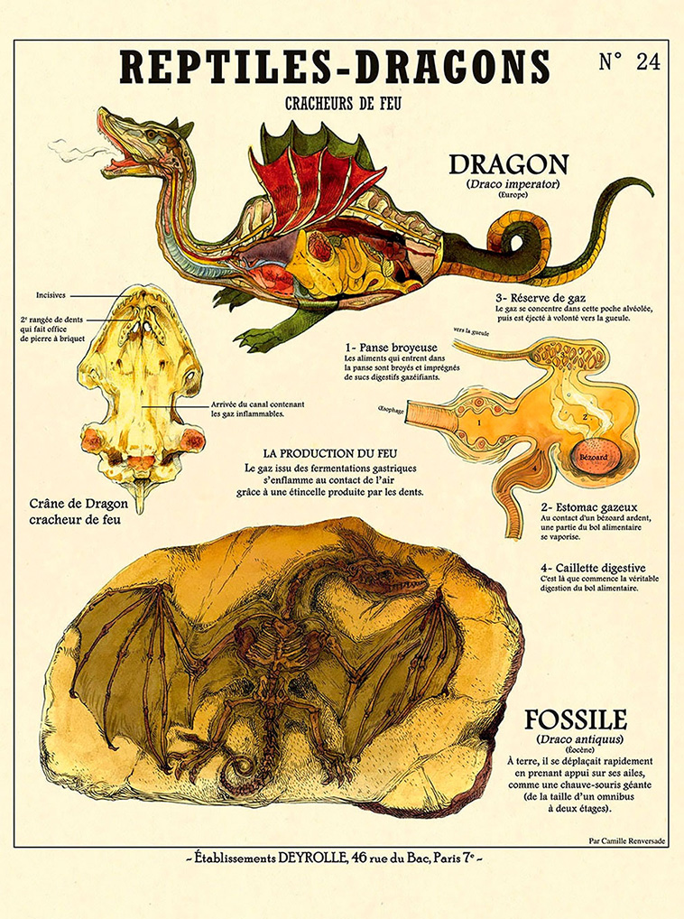Weird Anatomies