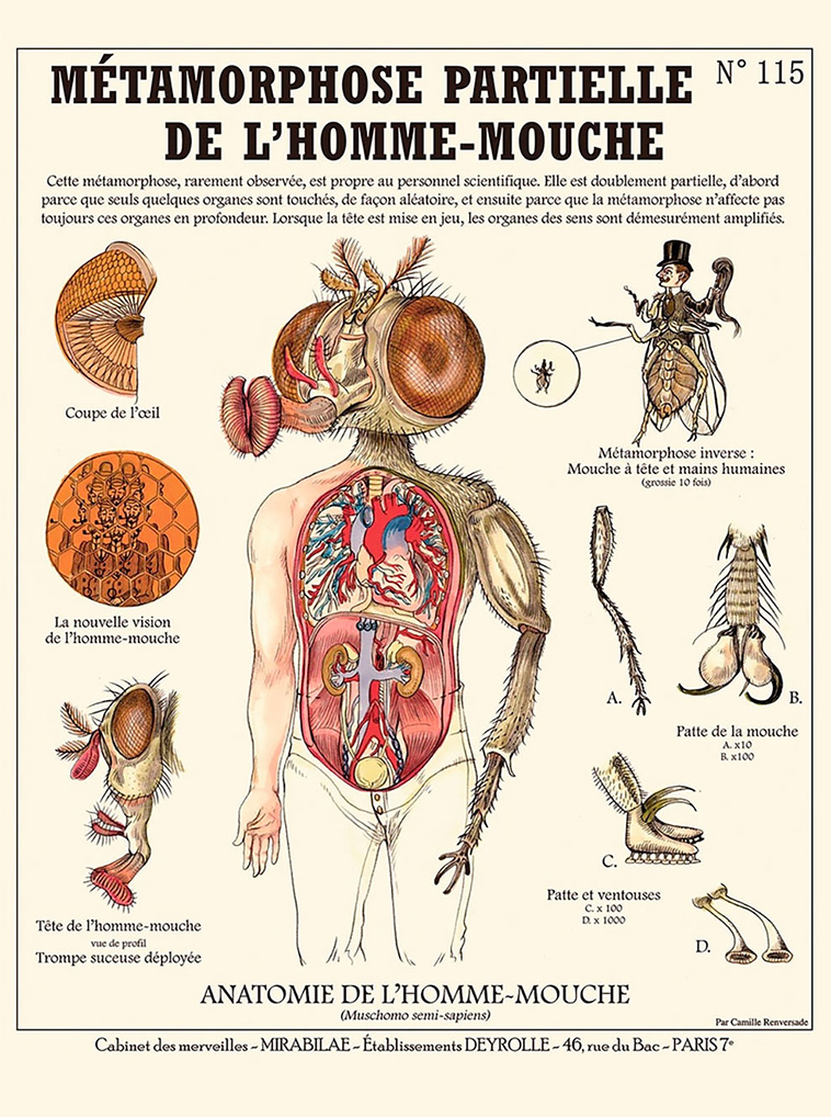 Weird Anatomies