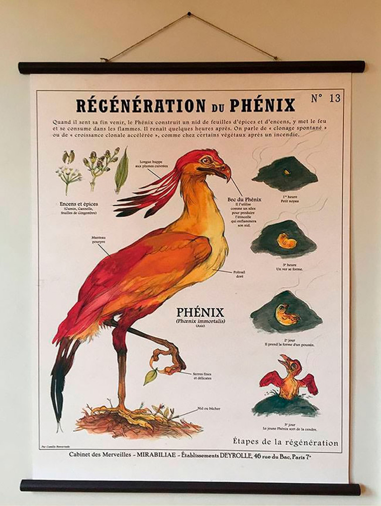 Fancies Chart