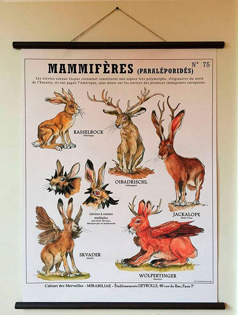 Fancies Chart