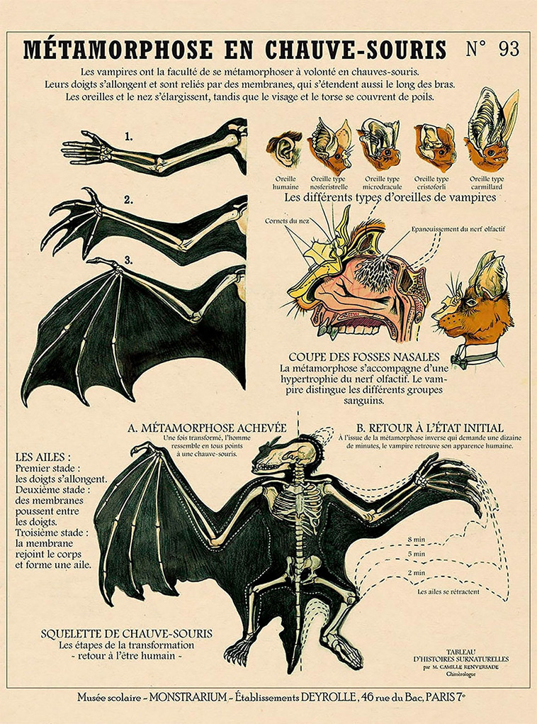 Weird Kafka-Style Anatomies