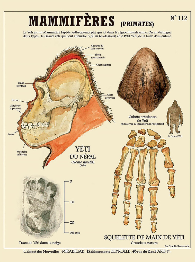 Kafka-Style Anatomies
