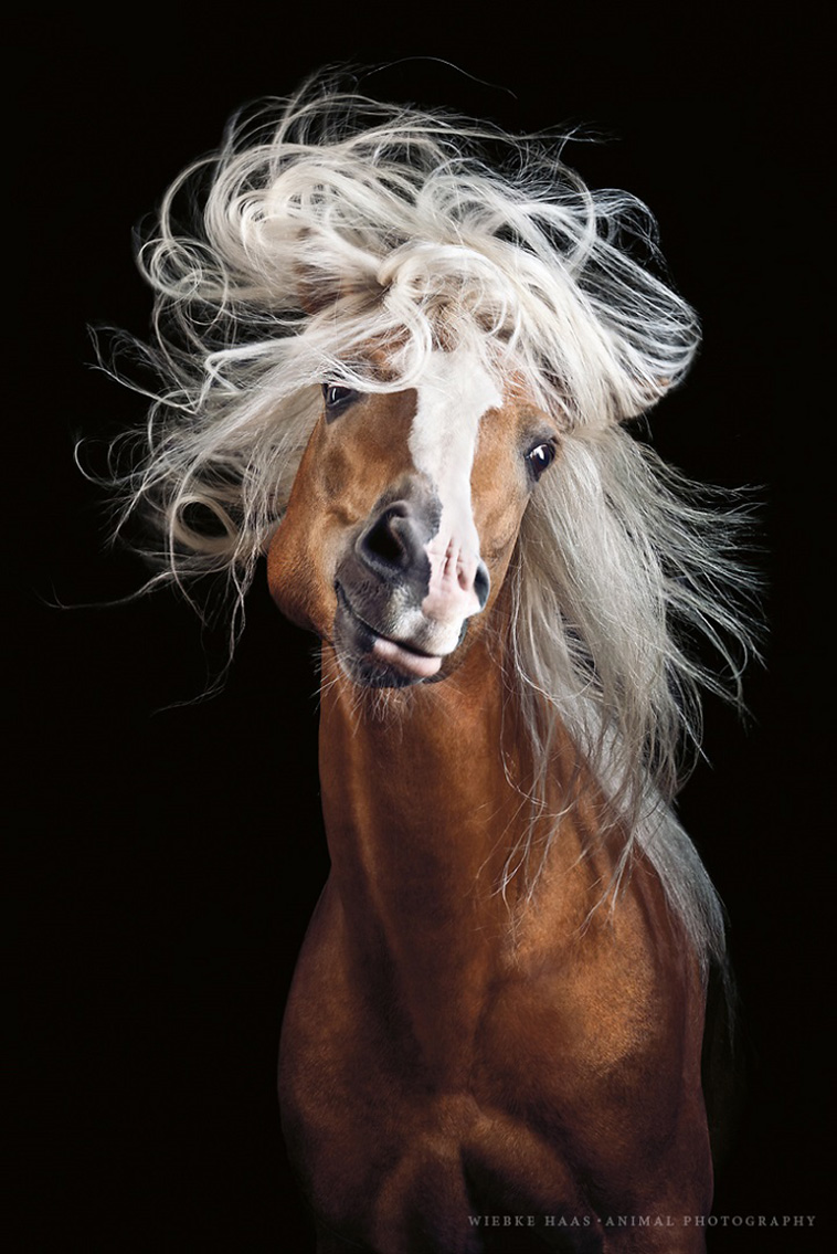 amazing horse portraits