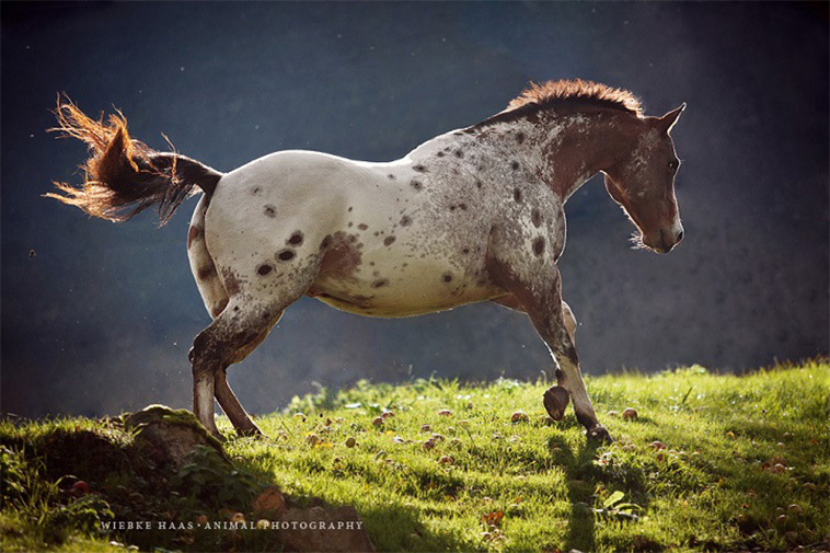 amazing horse portraits