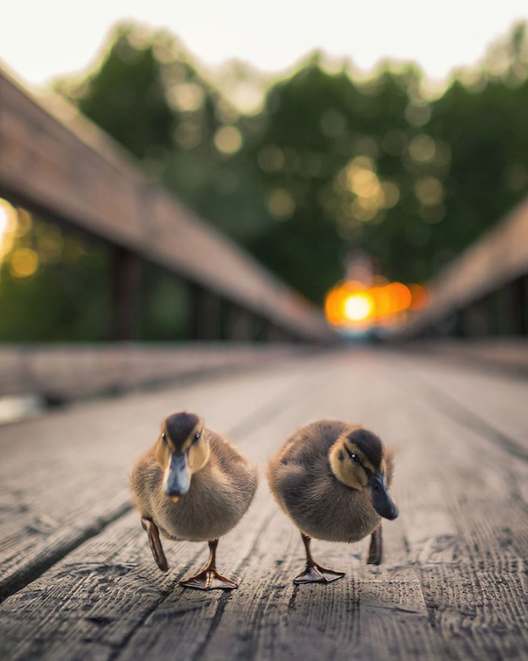 wild birds